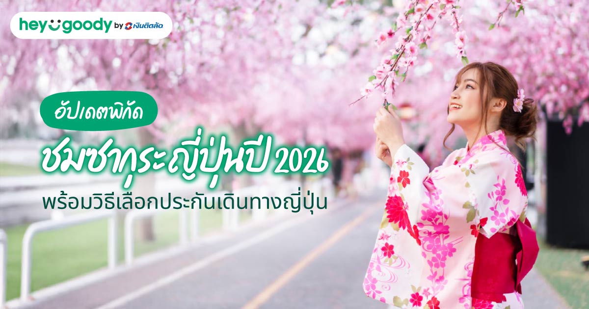 อัปเดตพิกัดชมซากุระญี่ปุ่นปี 2026 พร้อมวิธีเลือกประกันเดินทางญี่ปุ่น
