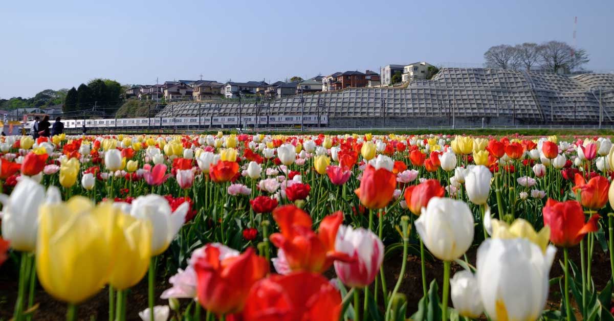 Everland Tulip Festival